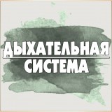 Дыхательная система