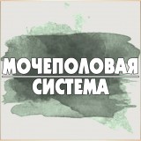 Мочеполовая система