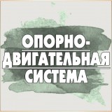 Опорно–двигательная система