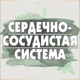 Сердечно сосудистая система