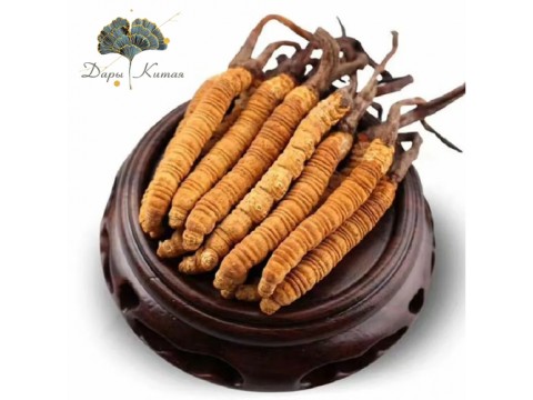 Кордицепс - польза грибов для мозга